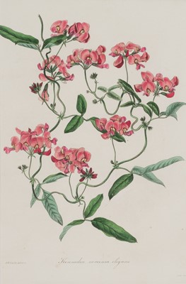 Lot 234 - Botany. A collection of approximately 80 prints, late 19th-century