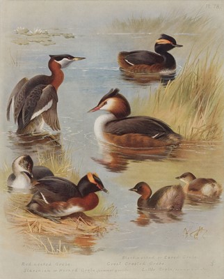 Lot 278 - Natural History. A collection of approximately 575 prints, 19th & early 20th-century