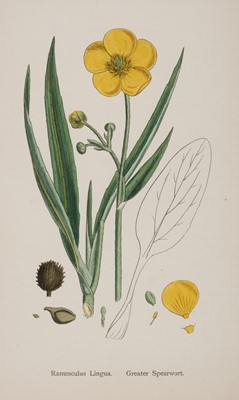 Lot 233 - Botany. A collection of approximately 700 prints, 19th & early 20th-century