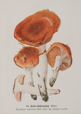 Lot 254 - Funghi. A collection of approximately 100 prints, early 20th-century