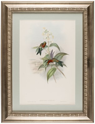 Lot 260 - Gould (J.). Five lithographs of Humming Birds, [1849 - 61]