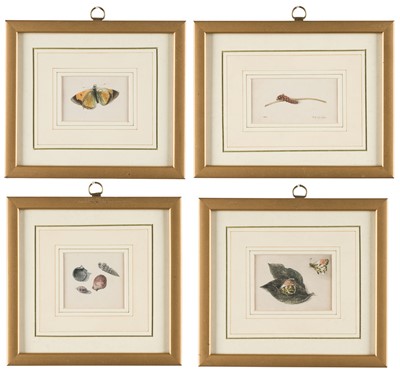 Lot 247 - English School. Four watercolour studies of Butterflies, Shells and a Caterpillar, circa 1830