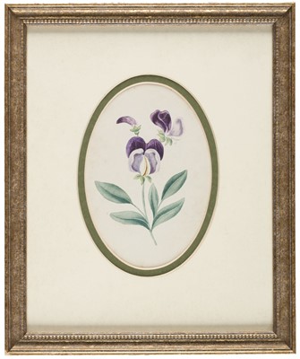 Lot 246 - English School. 7 studies of flowers, circa 1830