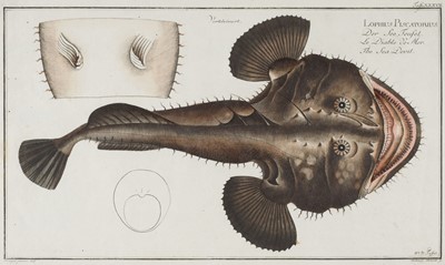Lot 250 - Fish. Bloch (M. E.), A collection of 47 prints [1785 97]