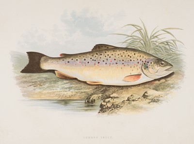Lot 251 - Fish. Houghton (William), A collection of 29 prints [1879]