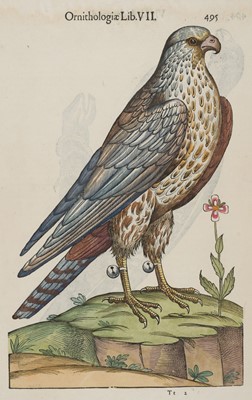 Lot 228 - Aldrovandi (Ulisse). Sixty-four engravings of birds, Bologna: circa 1646