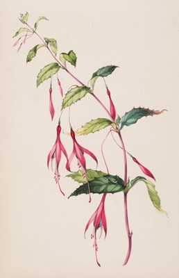 Lot 325 - Holland (Thomas). A Series of Progressive Studies in Flower Painting, 1st edition, [circa 1830]