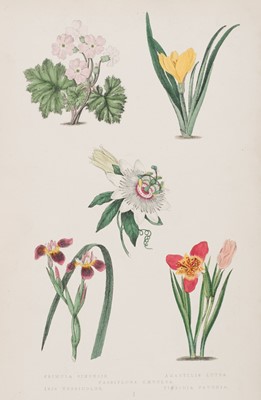 Lot 163 - Maund (B. & James C. Niven, editor). The Botanic Garden…, 6 volumes, 2nd edition, 1878