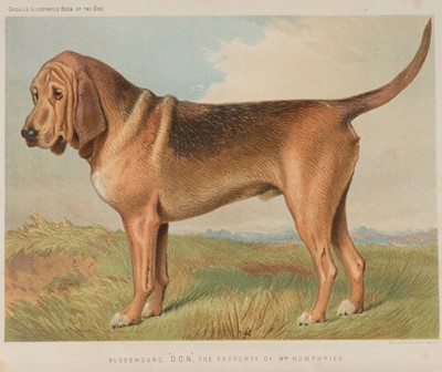Lot 164 - Shaw (Vero). The Illustrated Book of The Dog, Cassell, no date, c. 1880s