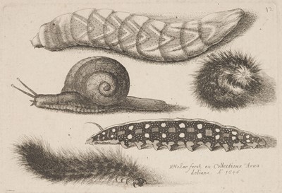 Lot 37 - Hollar (Wenceslaus, 1607-1677). Muscarum Scarabeorum Vermiumq..., complete set
