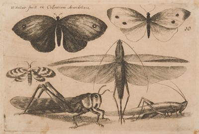Lot 37 - Hollar (Wenceslaus, 1607-1677). Muscarum Scarabeorum Vermiumq..., complete set