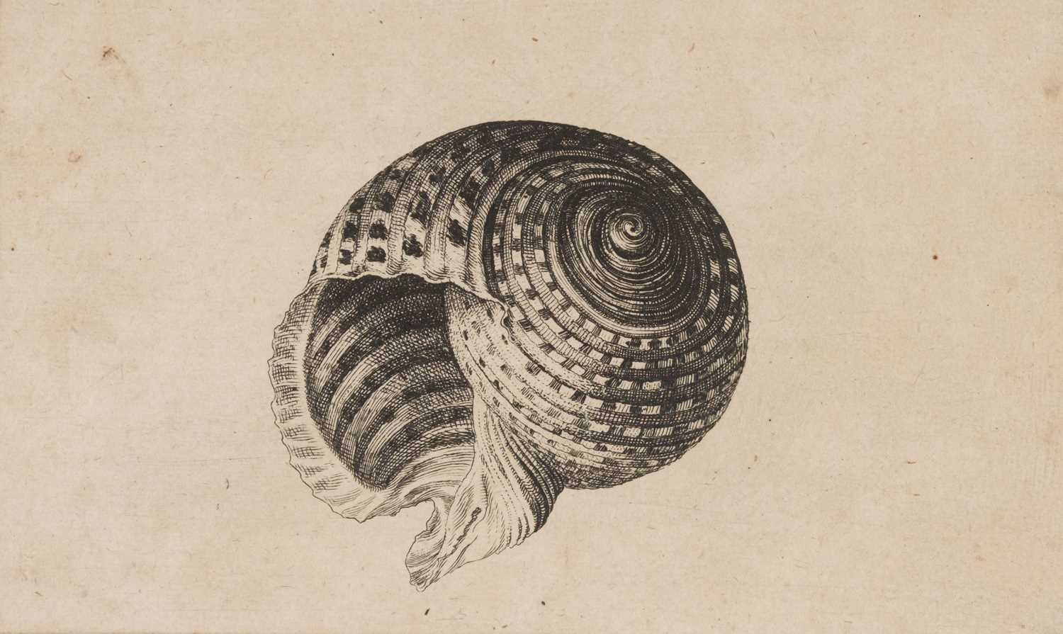 Lot 38 - Hollar (Wenceslaus, 1607-1677). Conus imperialis, Anostoma ringens, circa 1646.., and others