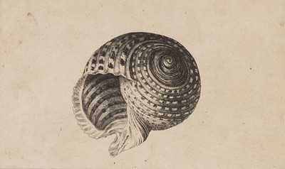 Lot 38 - Hollar (Wenceslaus, 1607-1677). Conus imperialis, Anostoma ringens, circa 1646.., and others