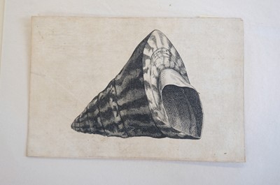 Lot 38 - Hollar (Wenceslaus, 1607-1677). Conus imperialis, Anostoma ringens, circa 1646.., and others