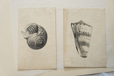 Lot 38 - Hollar (Wenceslaus, 1607-1677). Conus imperialis, Anostoma ringens, circa 1646.., and others