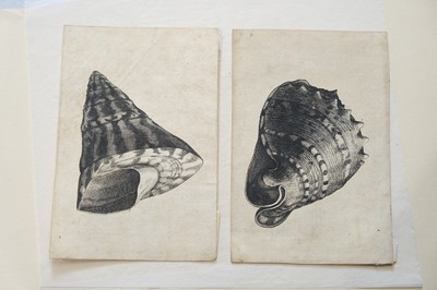 Lot 38 - Hollar (Wenceslaus, 1607-1677). Conus imperialis, Anostoma ringens, circa 1646.., and others