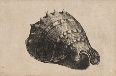 Lot 38 - Hollar (Wenceslaus, 1607-1677). Conus imperialis, Anostoma ringens, circa 1646.., and others