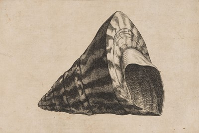 Lot 38 - Hollar (Wenceslaus, 1607-1677). Conus imperialis, Anostoma ringens, circa 1646.., and others