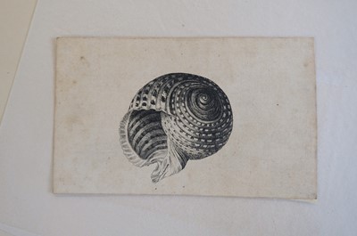 Lot 38 - Hollar (Wenceslaus, 1607-1677). Conus imperialis, Anostoma ringens, circa 1646.., and others