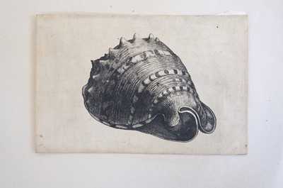 Lot 38 - Hollar (Wenceslaus, 1607-1677). Conus imperialis, Anostoma ringens, circa 1646.., and others