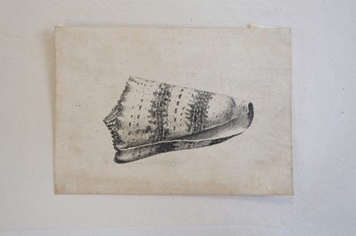 Lot 38 - Hollar (Wenceslaus, 1607-1677). Conus imperialis, Anostoma ringens, circa 1646.., and others