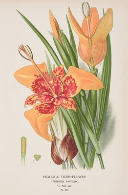 Lot 516 - Botany. A collection of approximately 80 lithographs, late 19th century