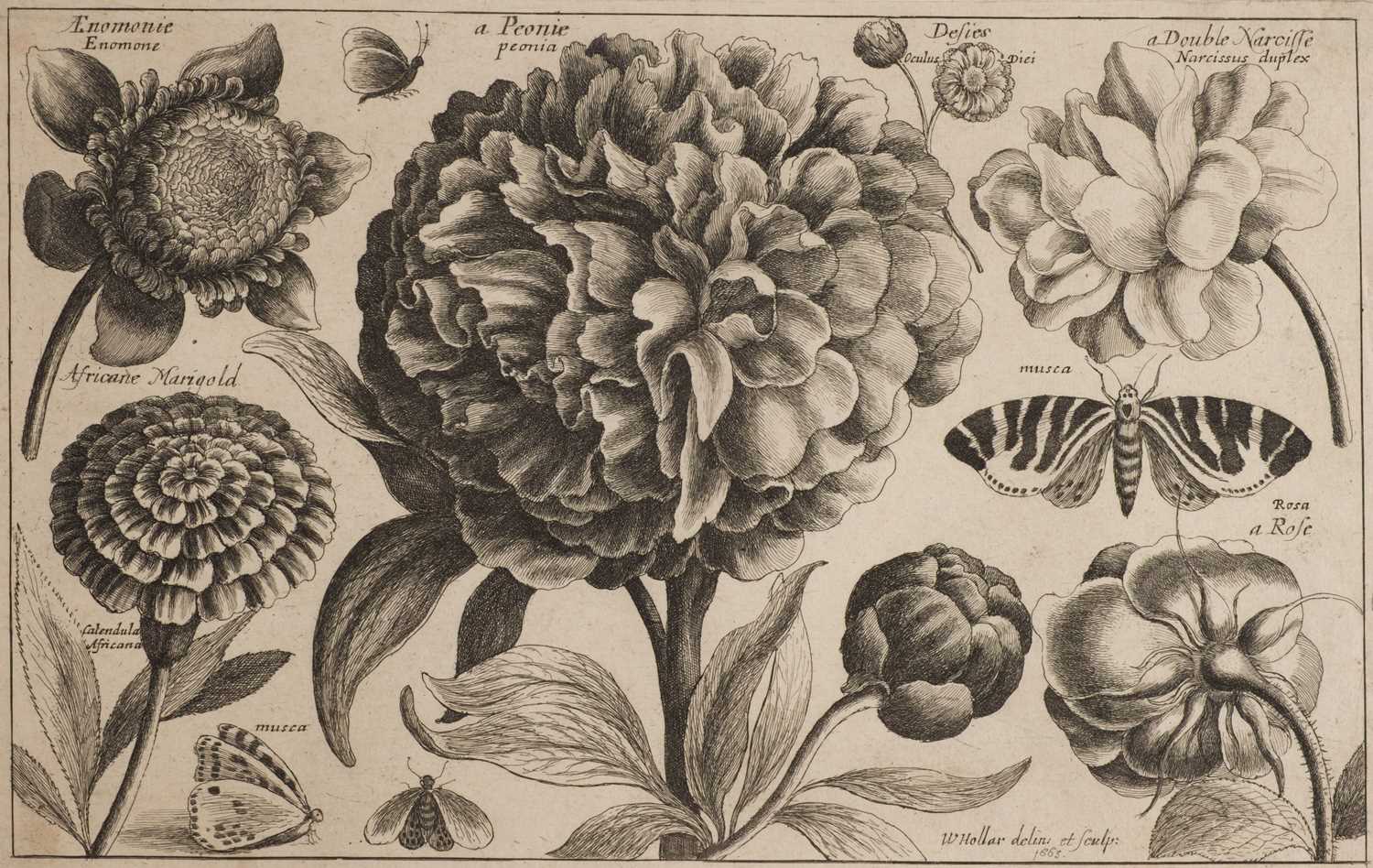 Lot 16 - Hollar (Wenceslaus, 1607-1677). A Peony, from Animalium Ferarum, 1663..., and others