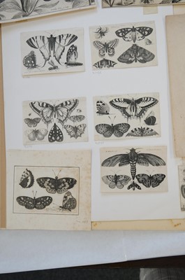 Lot 16 - Hollar (Wenceslaus, 1607-1677). A Peony, from Animalium Ferarum, 1663..., and others