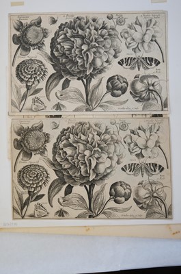 Lot 16 - Hollar (Wenceslaus, 1607-1677). A Peony, from Animalium Ferarum, 1663..., and others