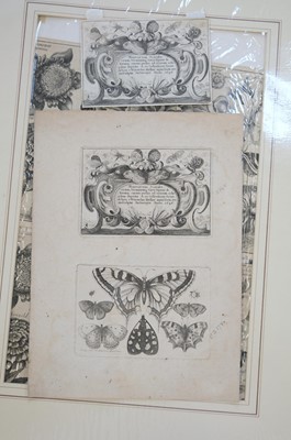 Lot 16 - Hollar (Wenceslaus, 1607-1677). A Peony, from Animalium Ferarum, 1663..., and others
