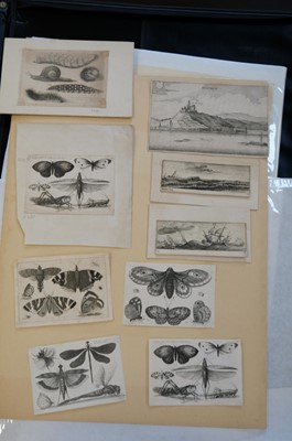 Lot 16 - Hollar (Wenceslaus, 1607-1677). A Peony, from Animalium Ferarum, 1663..., and others