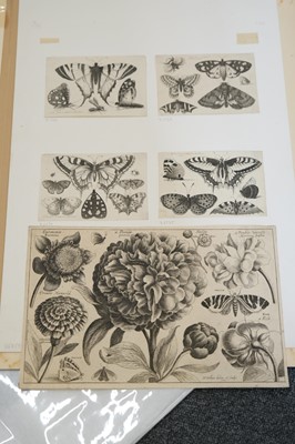 Lot 16 - Hollar (Wenceslaus, 1607-1677). A Peony, from Animalium Ferarum, 1663..., and others