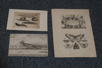 Lot 16 - Hollar (Wenceslaus, 1607-1677). A Peony, from Animalium Ferarum, 1663..., and others