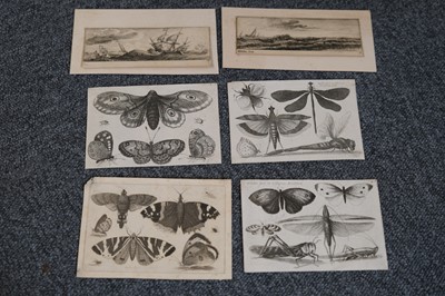 Lot 16 - Hollar (Wenceslaus, 1607-1677). A Peony, from Animalium Ferarum, 1663..., and others