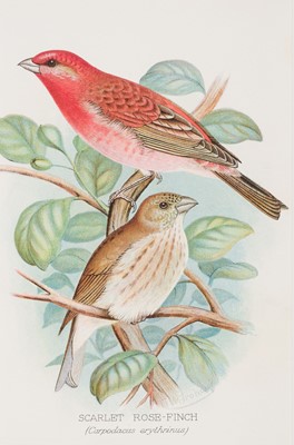 Lot 165 - Birds. A collection of approximately 100 prints, 19th & early 20th-century