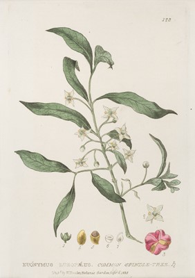 Lot 166 - Botany. A collection of approximately 100 prints, late 19th and early 20th-century
