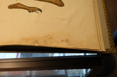 Lot 102 - Miller (John Frederick, and George Shaw). Cimelia Physica, 1796 [but circa 1816]