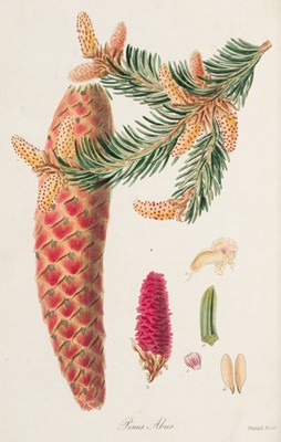 Lot 98 - Lambert (Aylmer Bourke). A Description of the Genus Pinus, 1st octavo edition, 1832