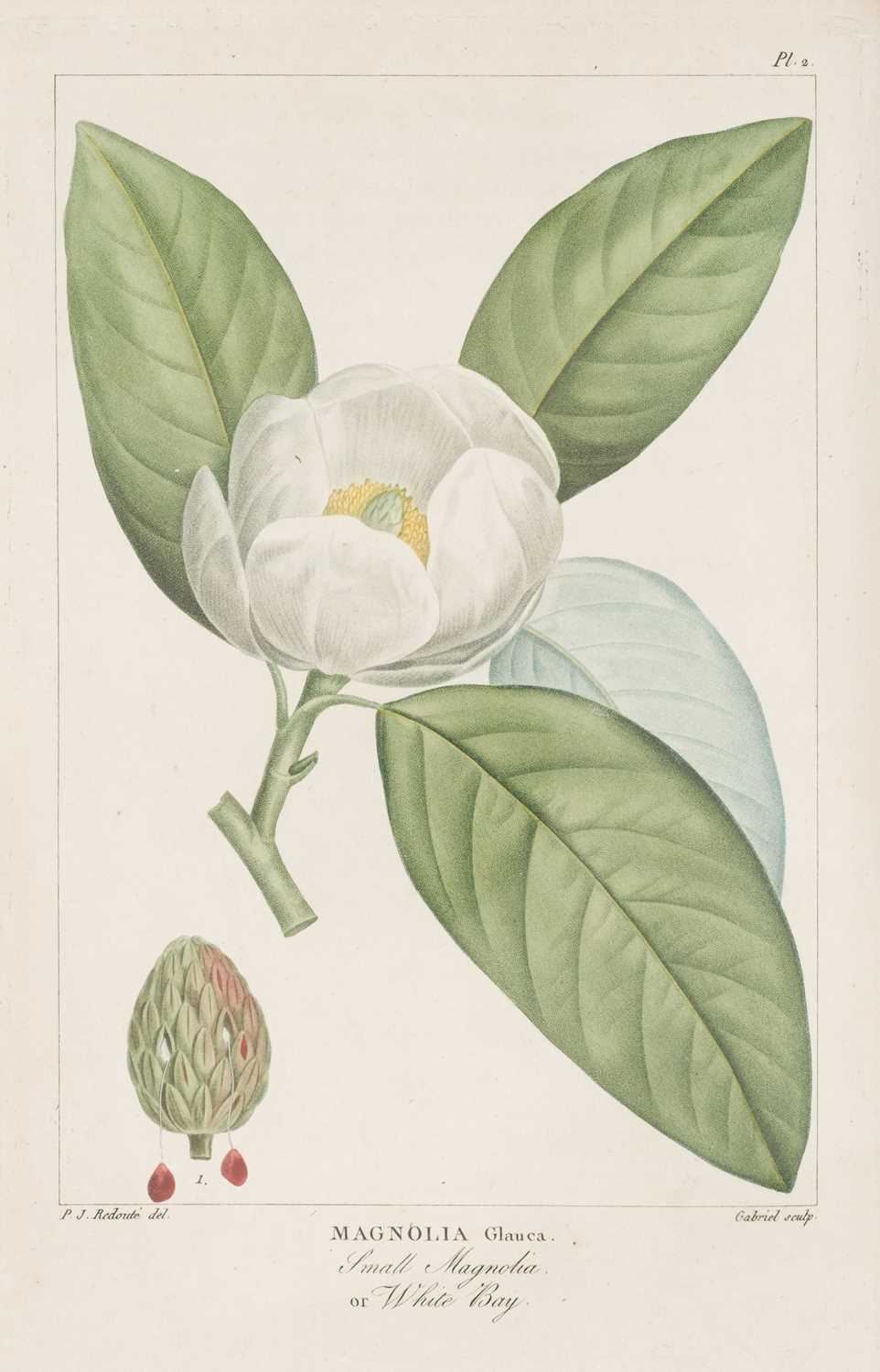 Lot 101 - Michaux (André). Histoire des arbres forestiers de l'Amérique septentrionale, 1st edition, 1810-1812