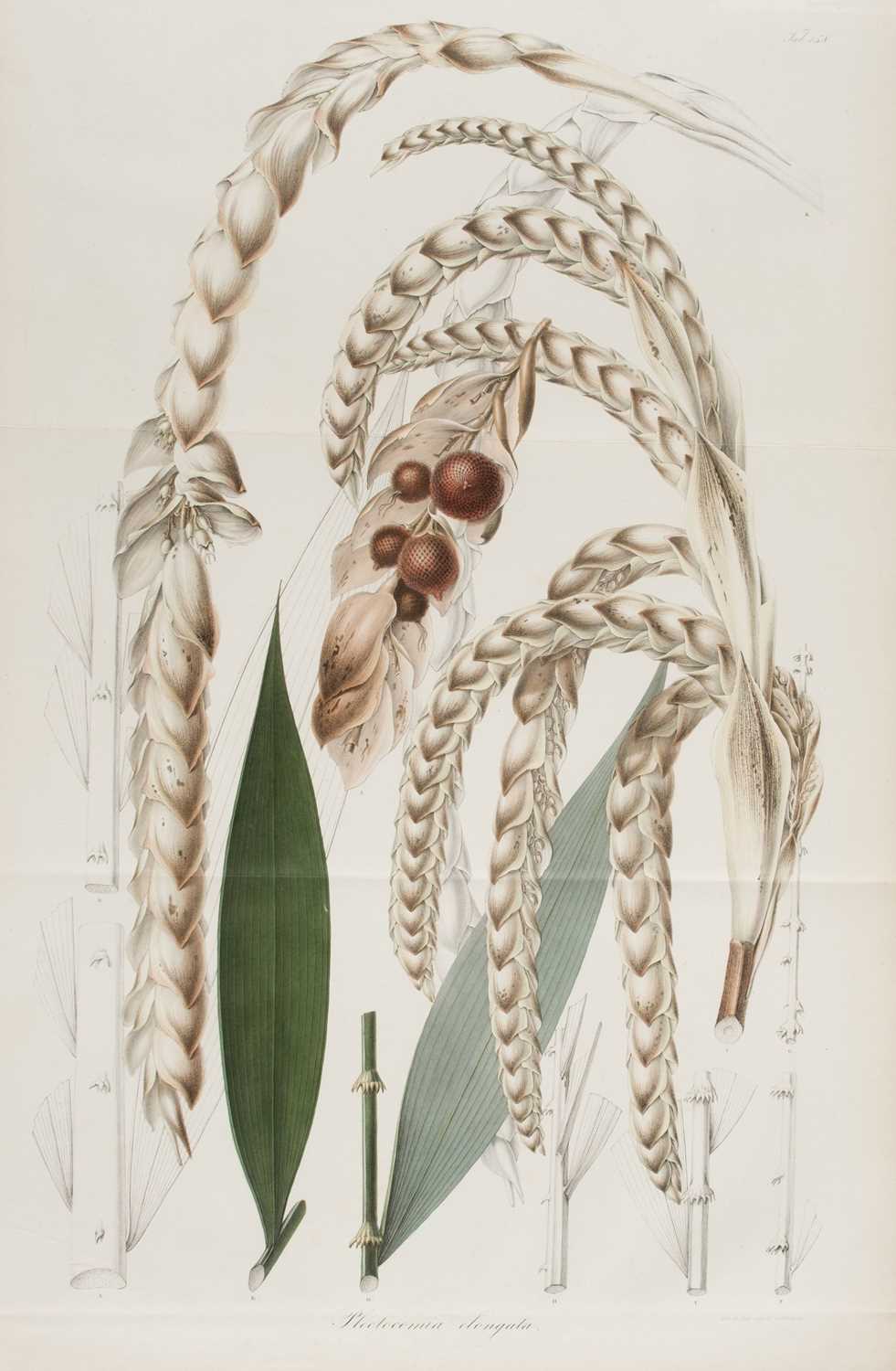Lot 88 - Blume (Karl Ludwig). Rumphia, sive Commentationes Botanicae de plantis Indiae Orientalis, 1835-1848