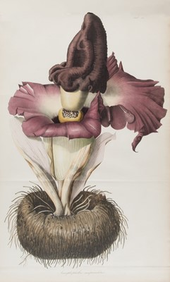 Lot 88 - Blume (Karl Ludwig). Rumphia, sive Commentationes Botanicae de plantis Indiae Orientalis, 1835-1848