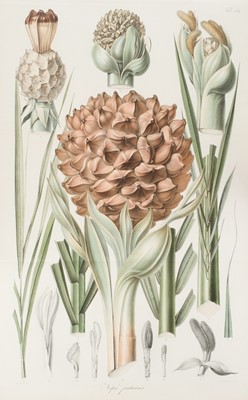 Lot 88 - Blume (Karl Ludwig). Rumphia, sive Commentationes Botanicae de plantis Indiae Orientalis, 1835-1848