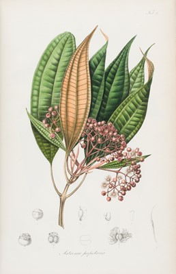 Lot 88 - Blume (Karl Ludwig). Rumphia, sive Commentationes Botanicae de plantis Indiae Orientalis, 1835-1848
