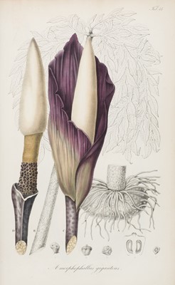 Lot 88 - Blume (Karl Ludwig). Rumphia, sive Commentationes Botanicae de plantis Indiae Orientalis, 1835-1848