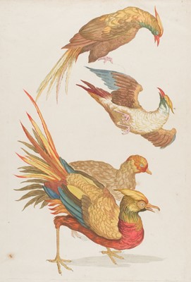 Lot 185 - Huquier (Gabriel). Nine plates of birds, circa 1730