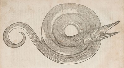 Lot 164 - Topsell (Edward). The History of Serpents. Or, The Second Book, 2nd edition, 1658