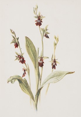 Lot 517 - Botany. A collection of approximately 90 prints, early 20th-century