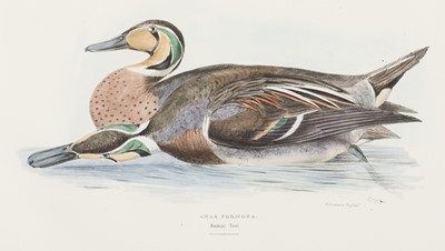 Lot 118 - Gray (George Robert). A Fasciculus of the Birds of China, [London: Taylor and Francis, 1871]