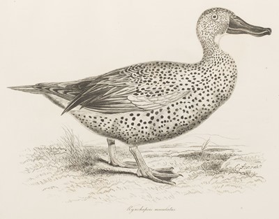Lot 124 - Jardine (Sir William). Sir William Jardine's Illustrations of the Duck Tribe, 1839..., and one other
