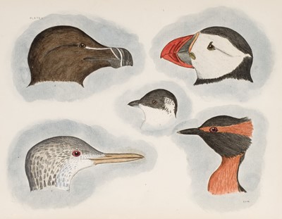 Lot 129 - Maynard (Charles Johnson). An Atlas of Plates for ... the Birds of Eastern North America, [1910]